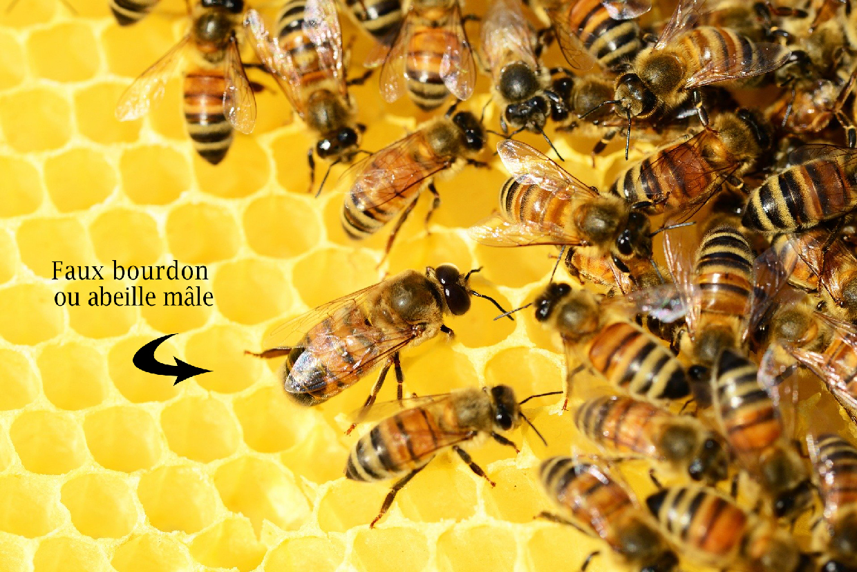 Le faux bourdon : une abeille qui ne pique pas, qui ne butine pas ; mais alors à quoi sert cet insecte ?